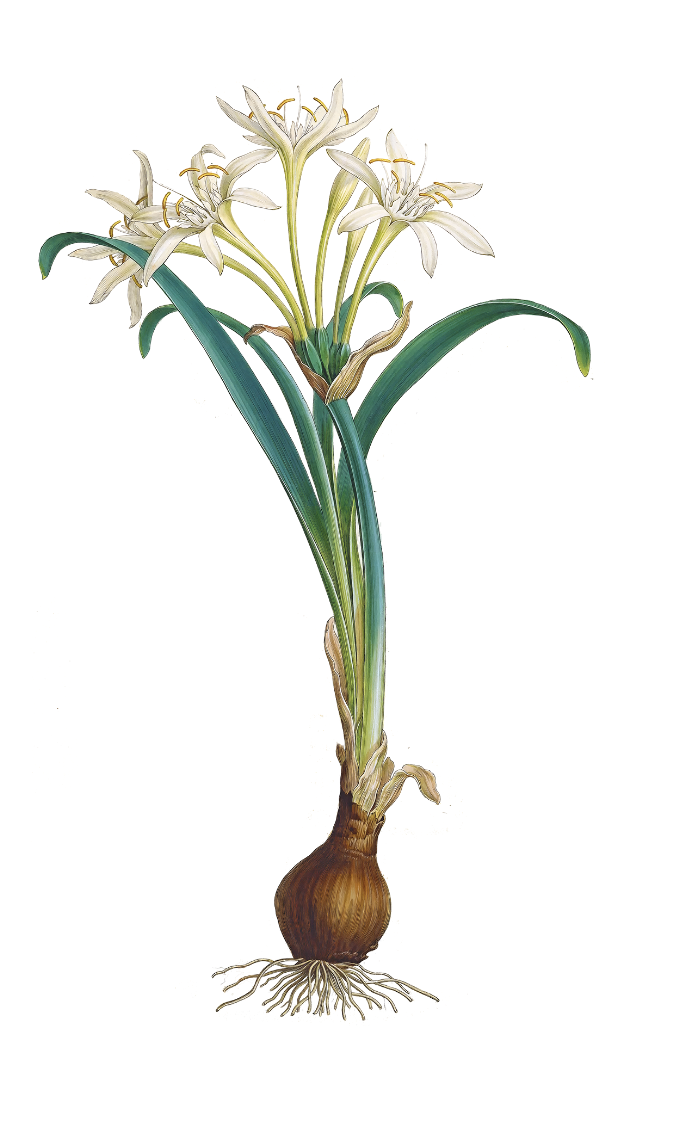 pancratium-maritimum